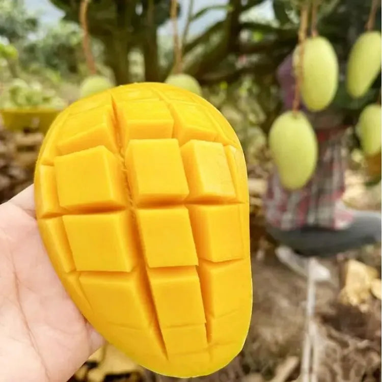 🥭 Sametové, sladké a šťavnaté sazeničky manga – zažijte chuť tropů u sebe doma 🌴