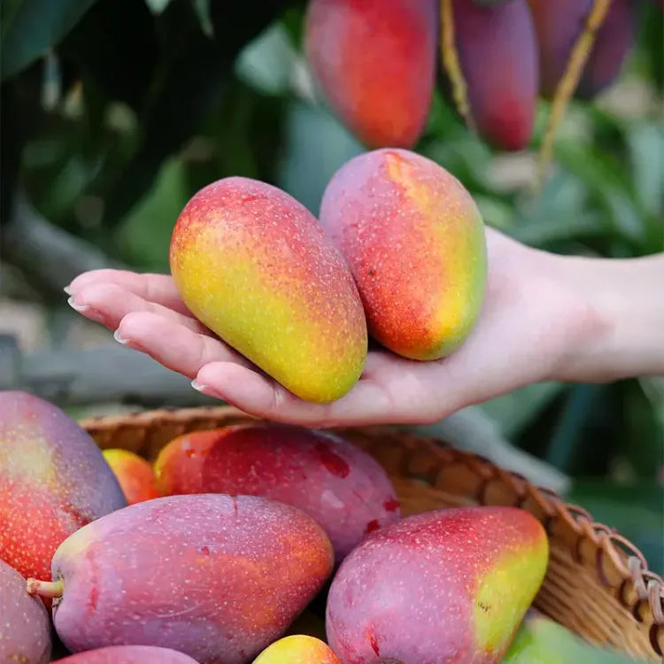 🥭 Sametové, sladké a šťavnaté sazeničky manga – zažijte chuť tropů u sebe doma 🌴