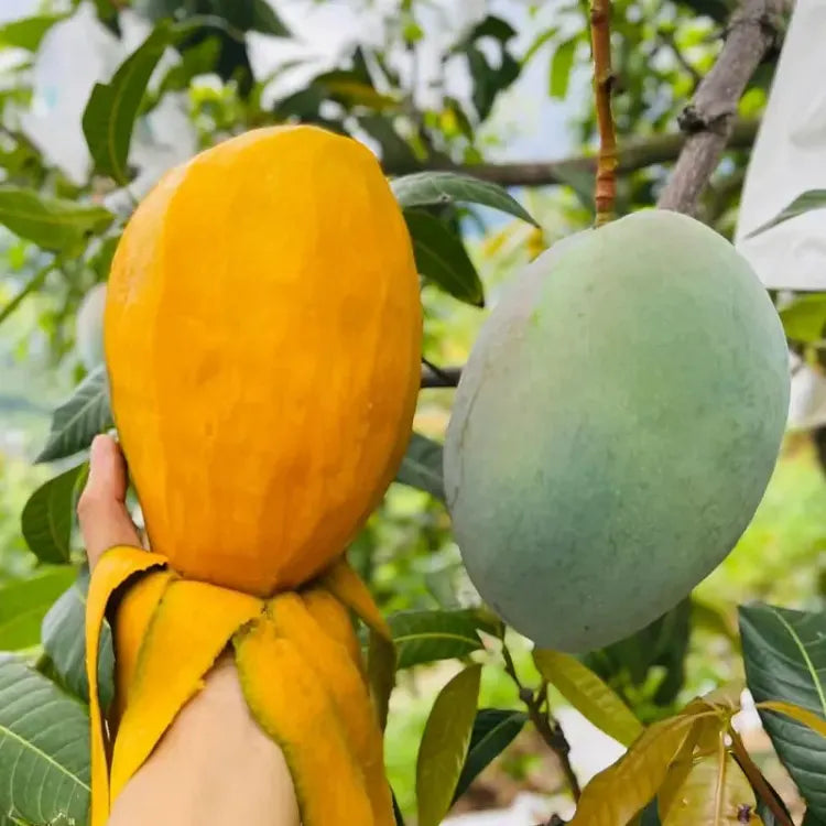 🥭 Sametové, sladké a šťavnaté sazeničky manga – zažijte chuť tropů u sebe doma 🌴