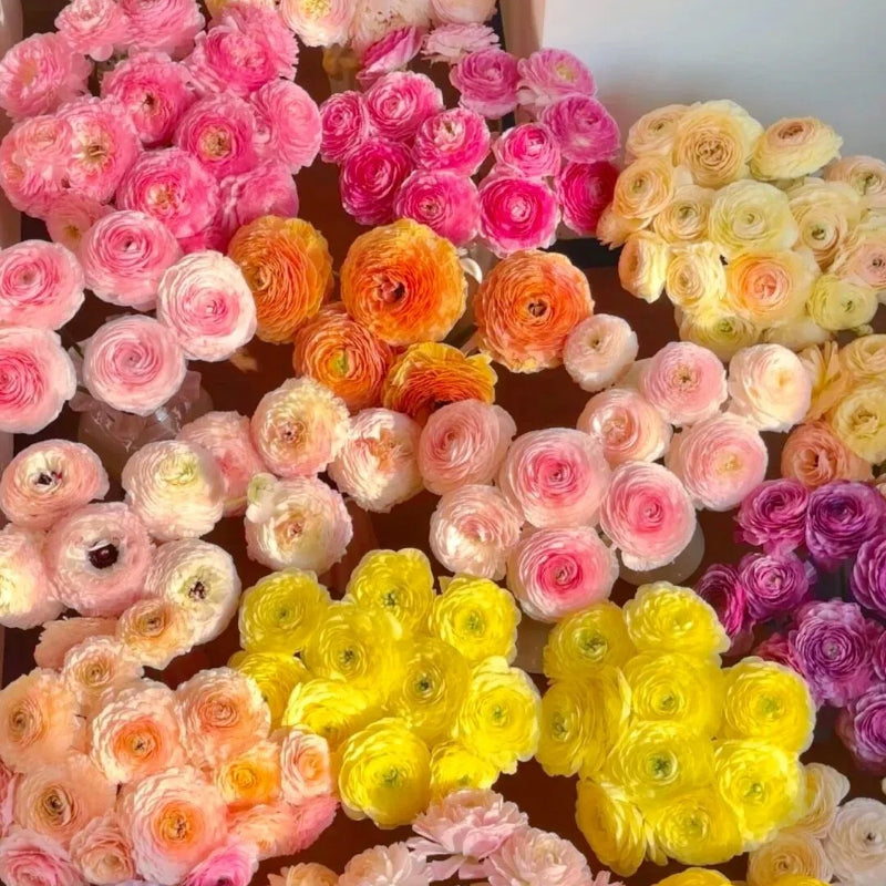 Cibule pryskyřníku – jemné, elegantní, nezapomenutelné 🌸
