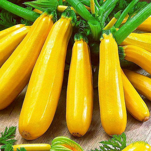 Banánová cuketa - Zlatá cuketa🌿Lze pěstovat po všechna roční období