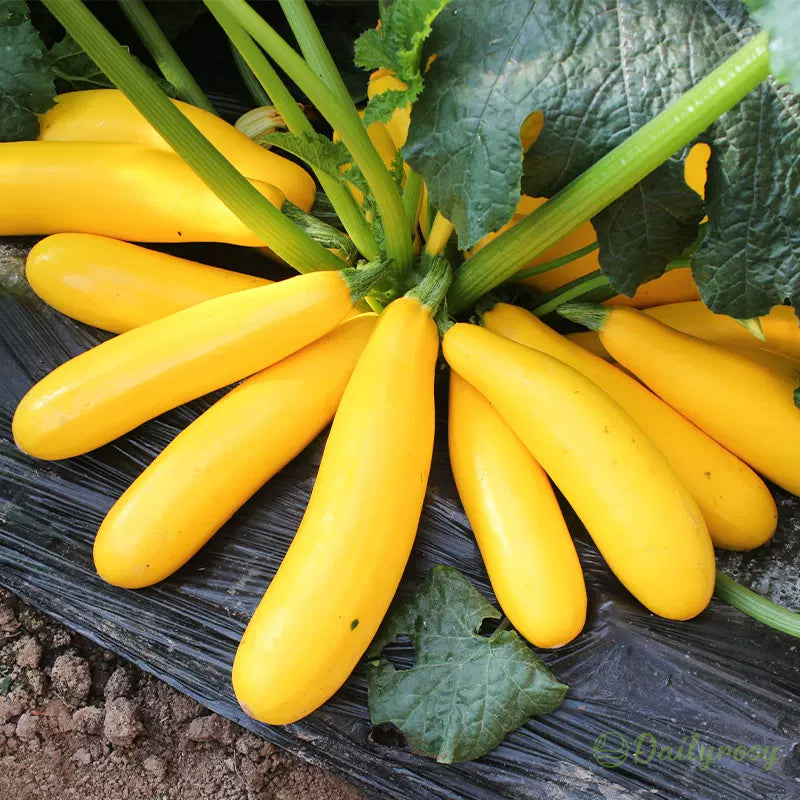 Banánová cuketa - Zlatá cuketa🌿Lze pěstovat po všechna roční období