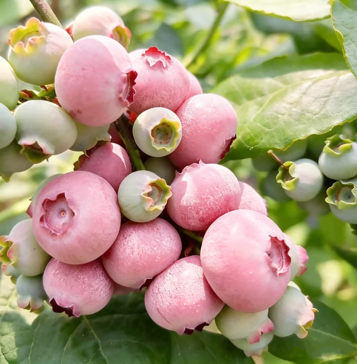 🍃 Série Heirloom Manor: Sada 13 vybraných ovocných semínek (bez GMO) 🌳 – Nejprodávanější produkt