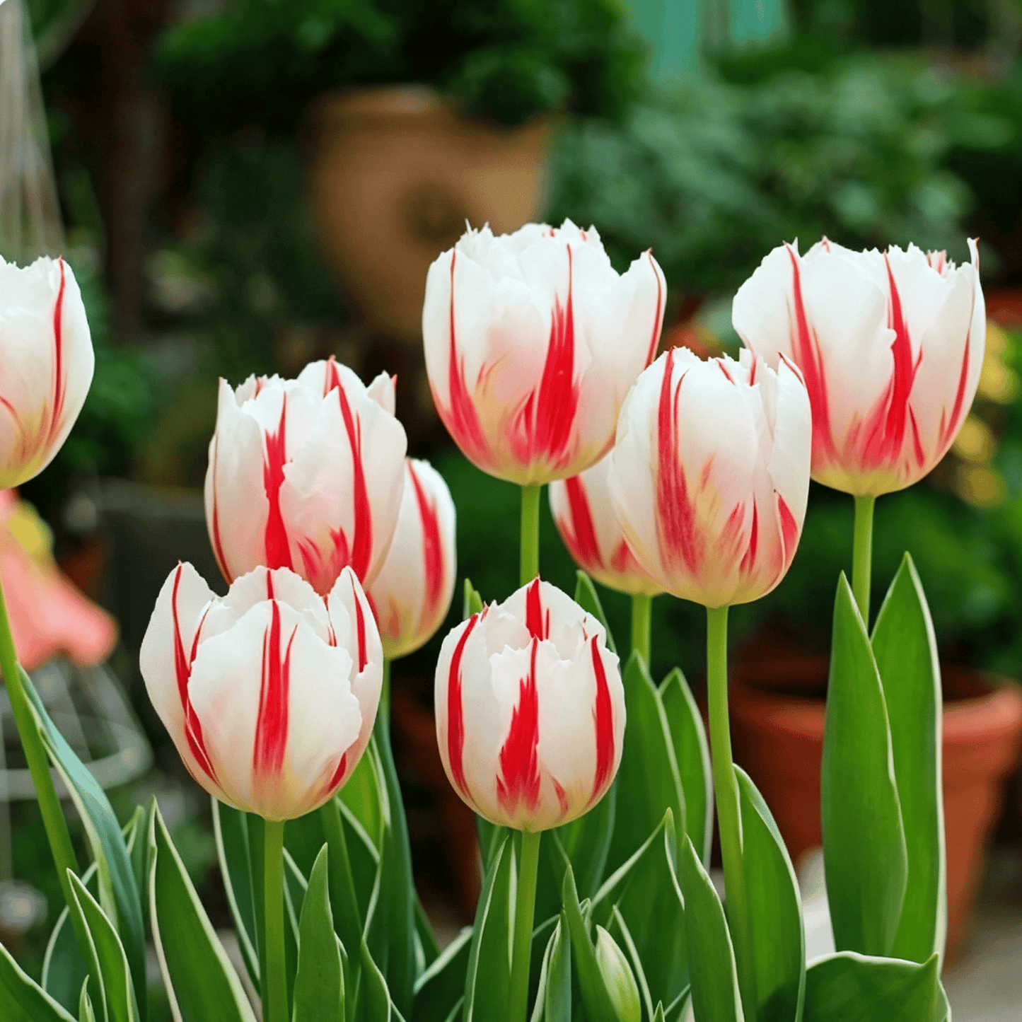 🌷Vzácná semínka tulipánů – Barevné jarní květy do květináčů, záhonů a zahrad