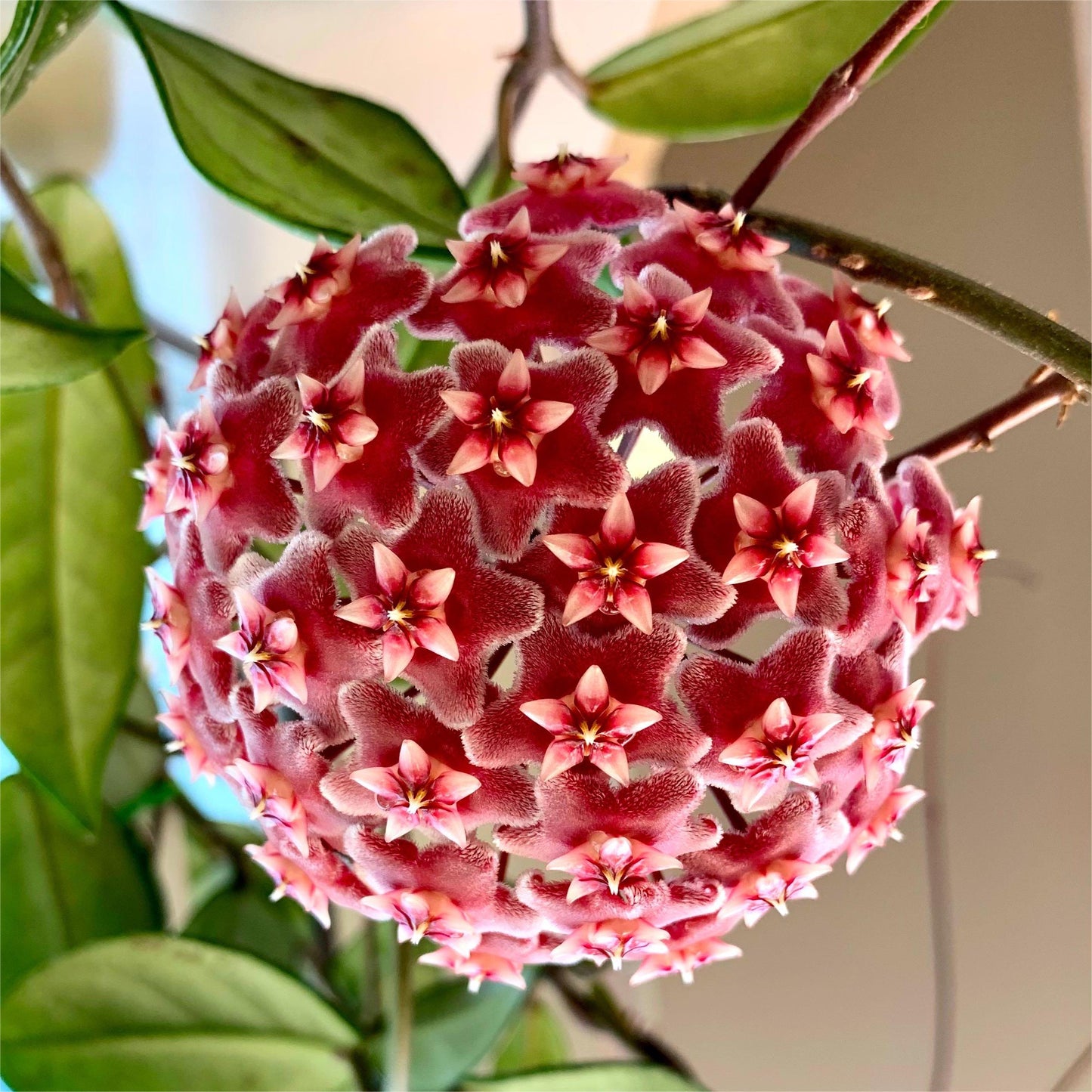 ✨Hoya Bulbs – Hvězdy padající z nebe✨