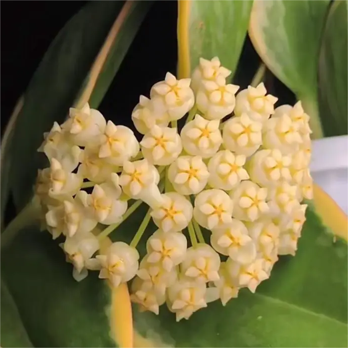 ✨Hoya Bulbs – Hvězdy padající z nebe✨