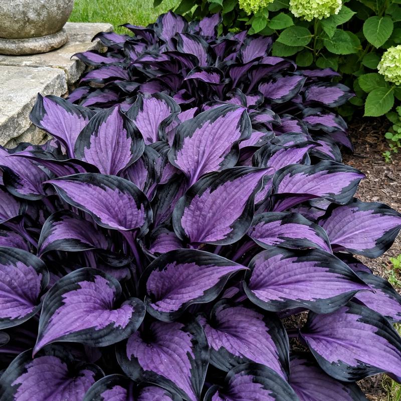 💥Žhavý výprodej 2025 🌌Semena hosty Midnight Purple Heart, trvalka milující stín do zahrady