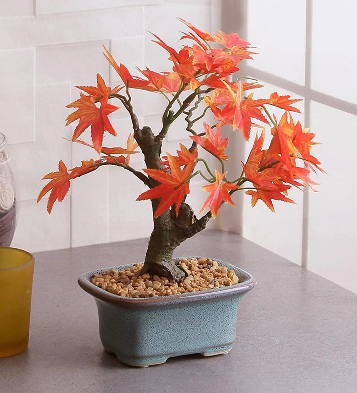Semena japonského červeného javoru nejvyšší kvality – přes 30 semen s nádhernou šarlatovou barvou 🍁