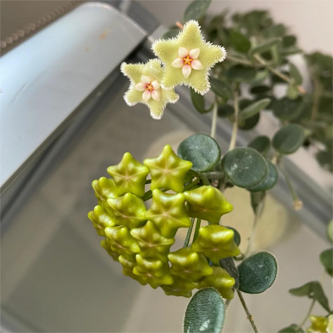 ✨Hoya Bulbs – Hvězdy padající z nebe✨