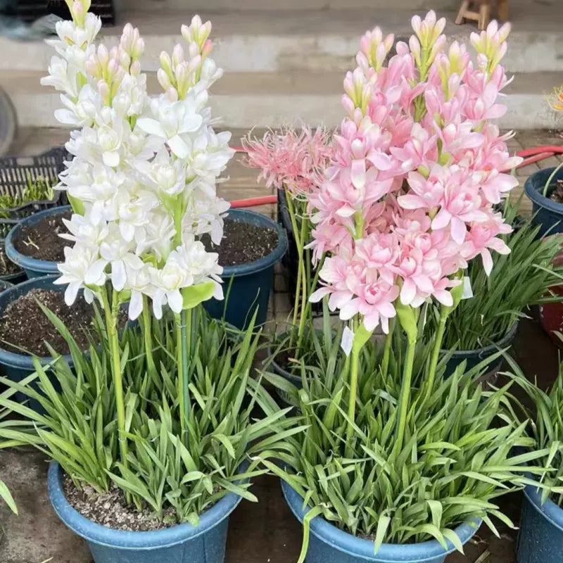 Dvojitá tuberóza 🌸 - Velký cibulovitý květ