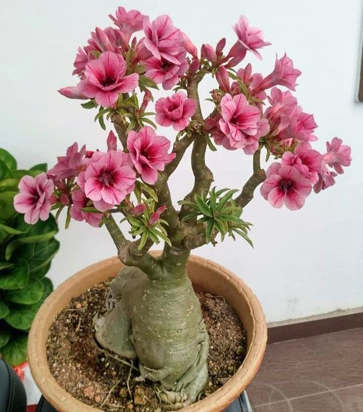 🔥Vypěstujte si Královnu pouště – nyní za sníženou cenu!🎁 😍Ráda kvete, má dlouhé období kvetení 🌵 Pouštní růže