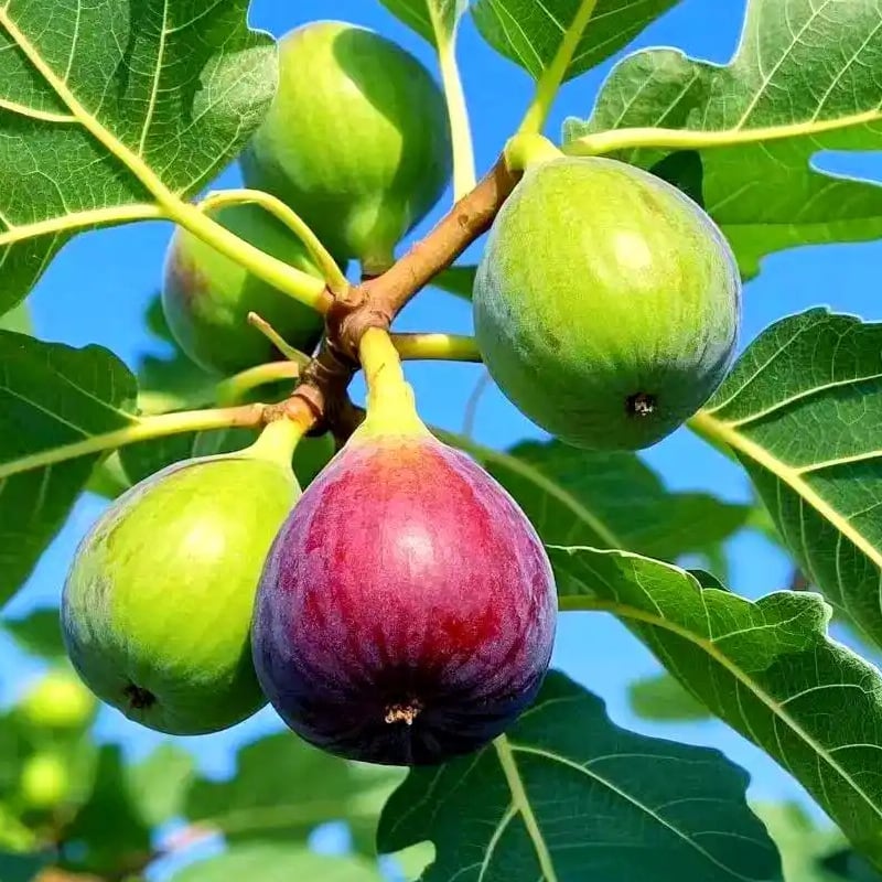 🏆PRODÁNO PŘES 65 000!🌿Semínka fíků – Snadno se pěstují na terase a balkonu doma