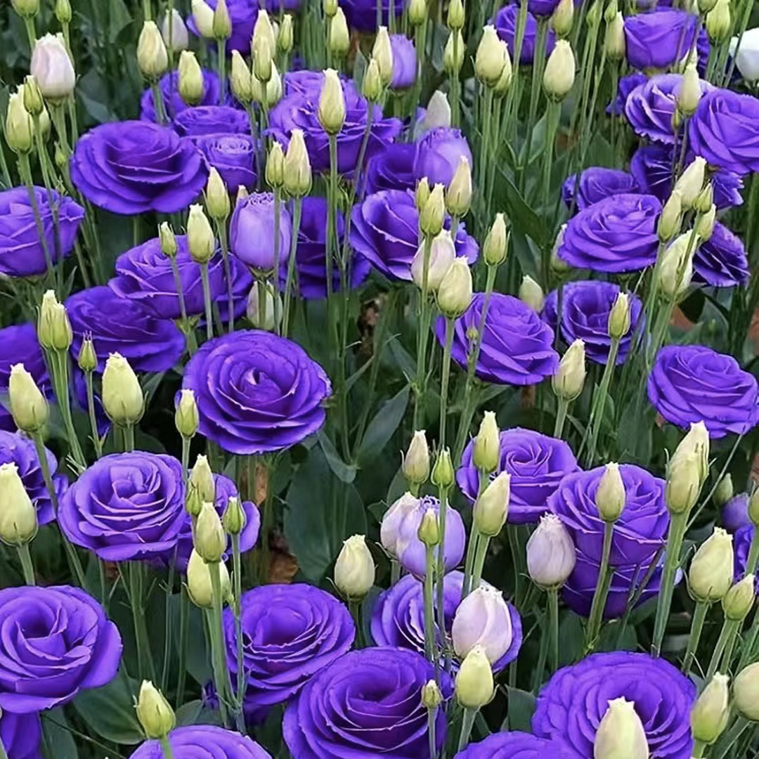 💐Lisianthus – Nadčasová krása, věčná láska💫