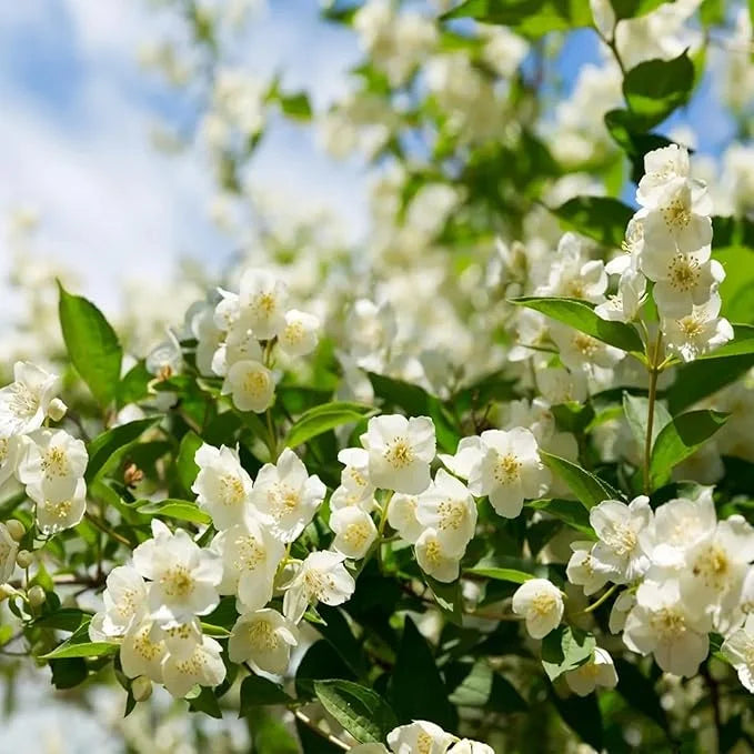 POSLEDNÍ DENNÍ AKCE SLEVA 35 % 🌸 Květináč s jasmínem (🌱Zaručeno přežití: Náhrada zdarma🌿)