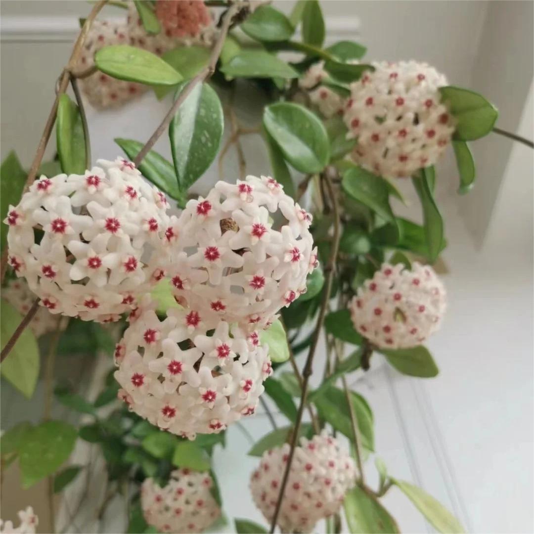 ✨Hoya Bulbs – Hvězdy padající z nebe✨
