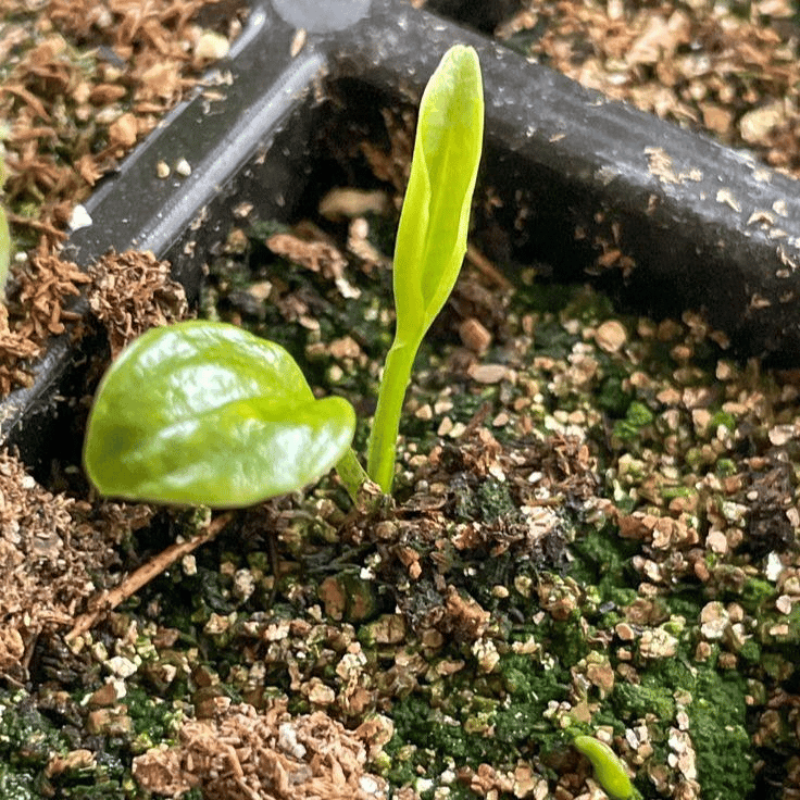 🌿 Vzácné cibulky hosty🎁 Speciální nabídka 2025