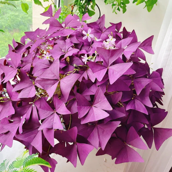 💜Cibulky šťovíku Purple Luck