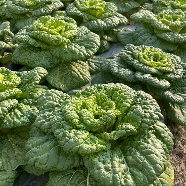Semena Brassica Narinosa (WuTat Choy)