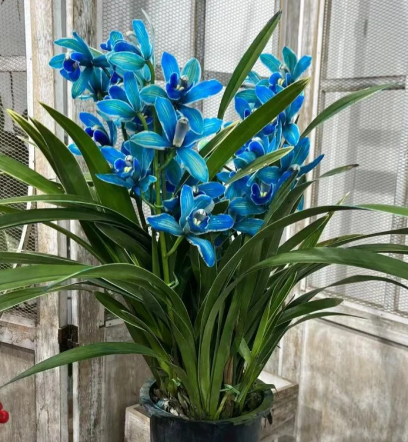 👑 Královna orchidejí – cibulky cymbidia s dlouhou životností