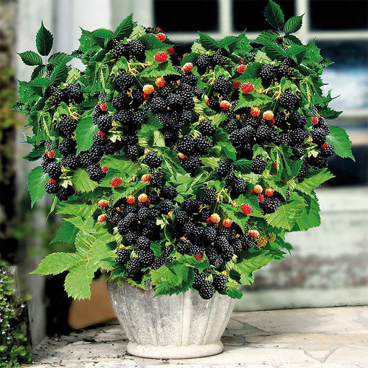 🔥Semínka sladké obří ostružiny