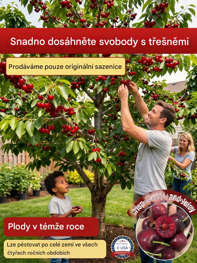 【Čerstvě sklizené】sazenice zakrslé třešně