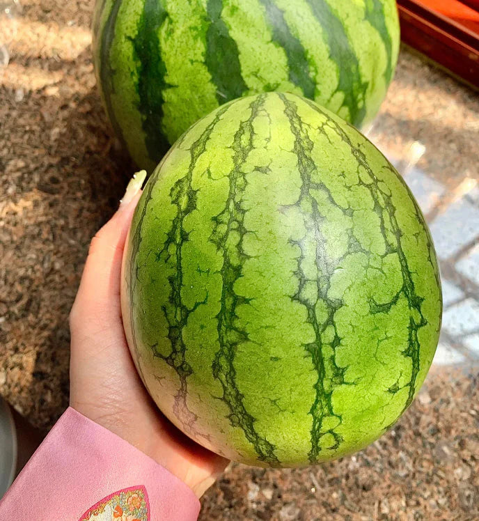 🍉Jarní červený nefrit – sladký meloun, který potěší celou rodinu