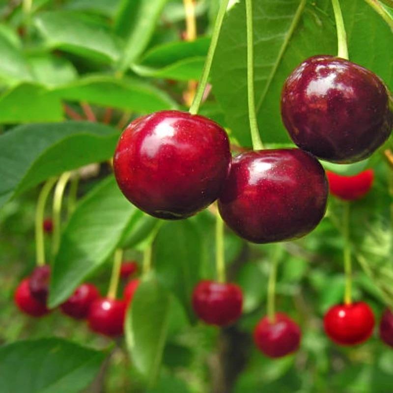 🏆PRODÁNO PŘES 75 000 KS!🌳Třešňová semínka - Lahodné, čerstvé třešně čekají na vaši sklizeň!
