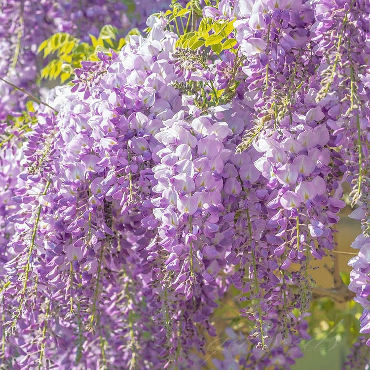🌸Semínka vistárie – Kaskádovitá krása zahrady po celý rok💗