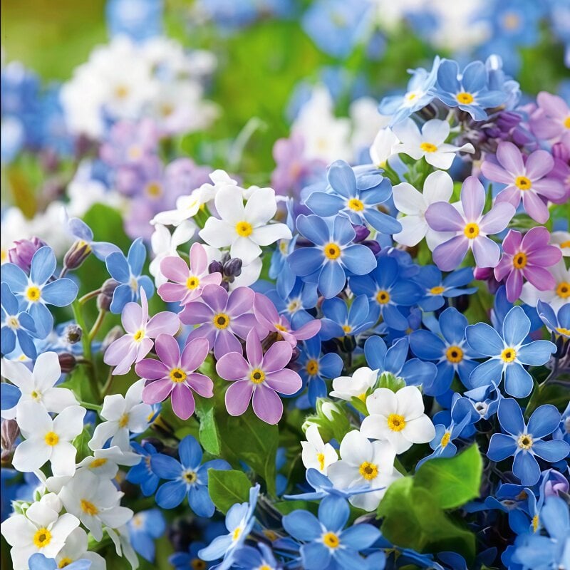 Semínka pomněnek Blue Memory – Kvalitní a testované květy do venkovské zahrady 🌿💙