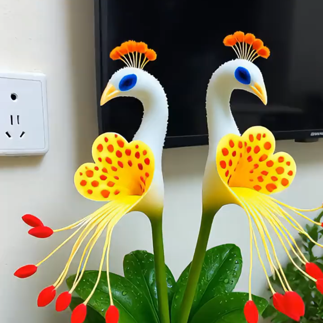 🦚 Páví orchidej