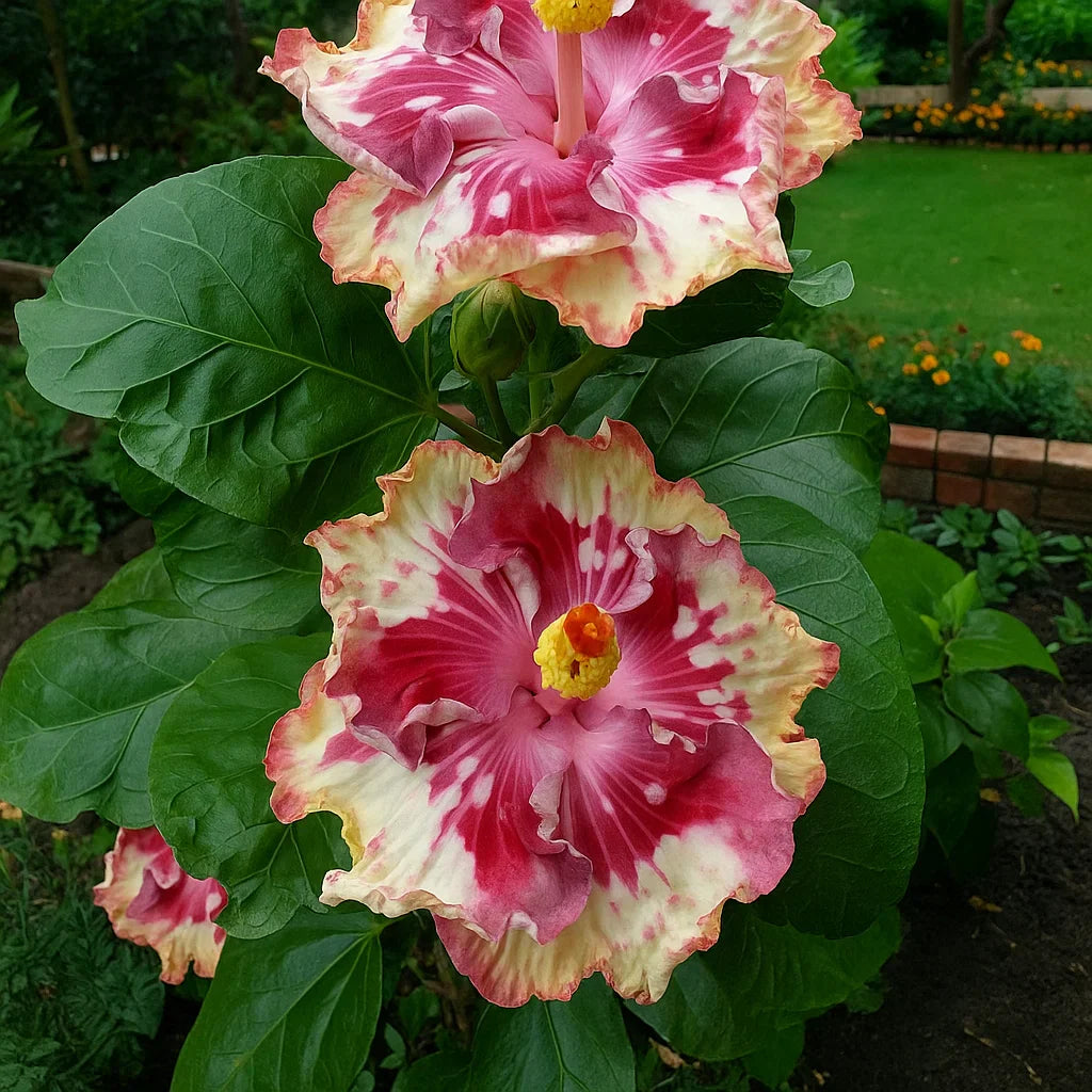 🔥 ŽHAVÝ VÝPRODEJ - SLEVA 50 % 🔥🌸 Semínka dvojitého ibišku - snadné pěstování 🌸