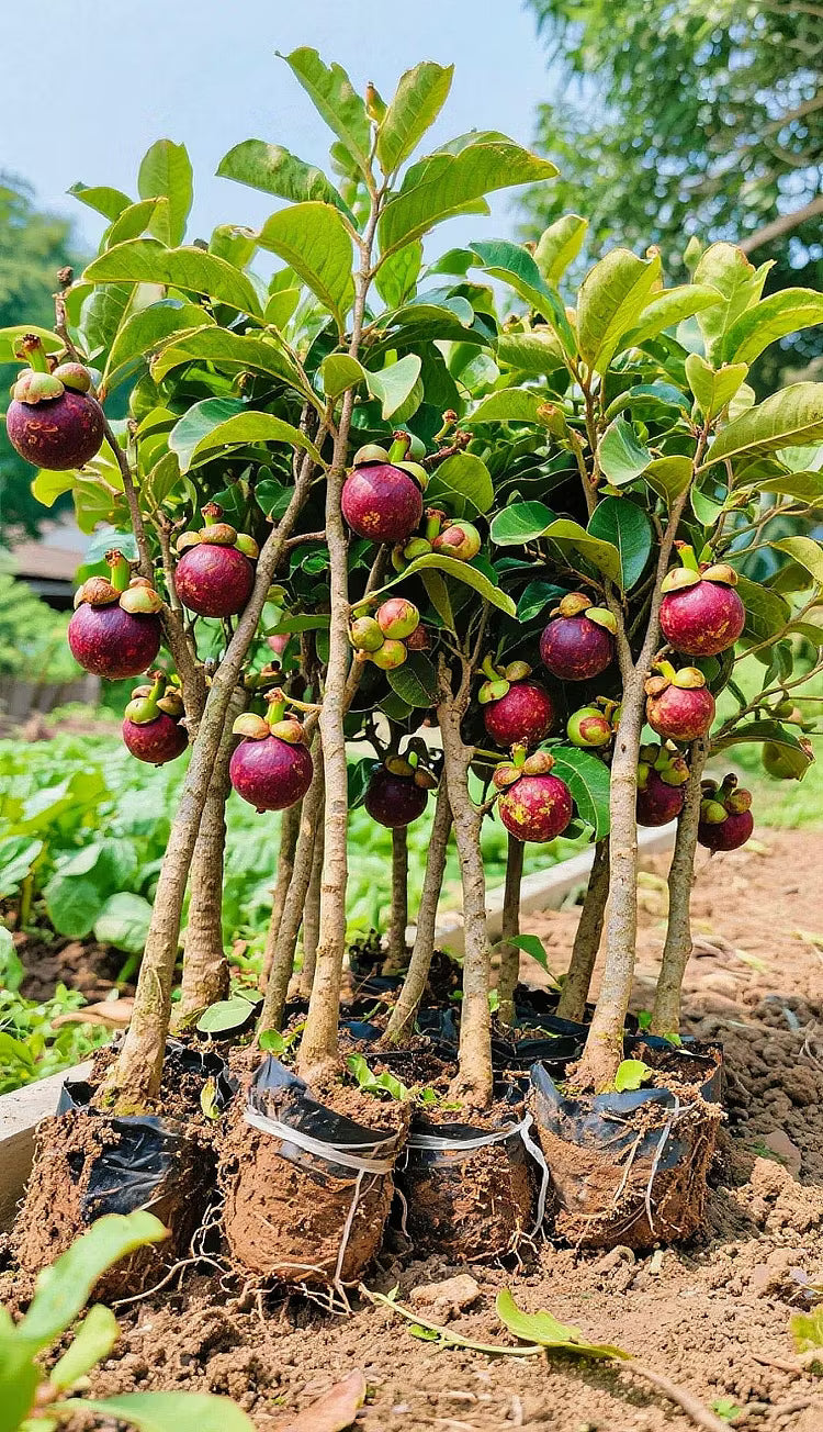 👑 Sazenice mangostanu – Pěstujte si doma jedinečné fialové ovoce
