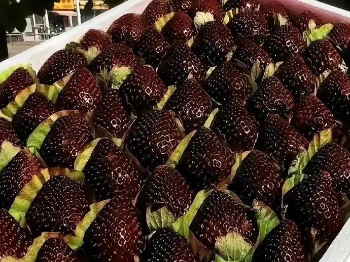 Semínka obří jahody Black Diamond – sladká, bohatá na živiny a snadno se pěstují doma