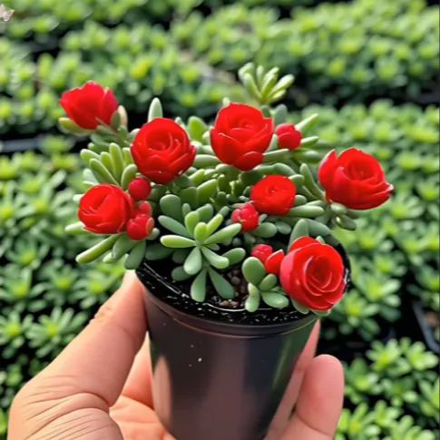 Semena dvoukvěté růžové orchideje – chladuvzdorná a voňavá