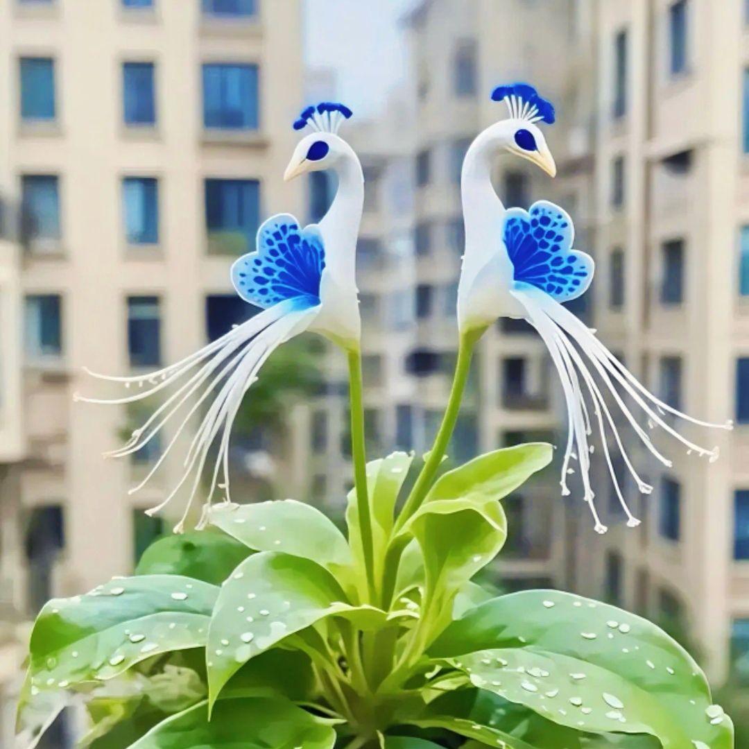 🦚 Páví orchidej