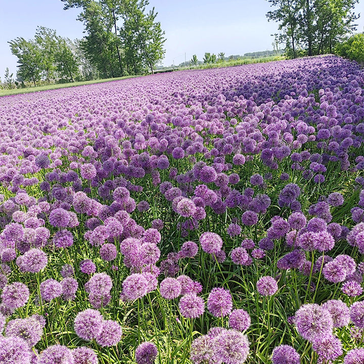 okrasný cibulový květ Allium Giganteum