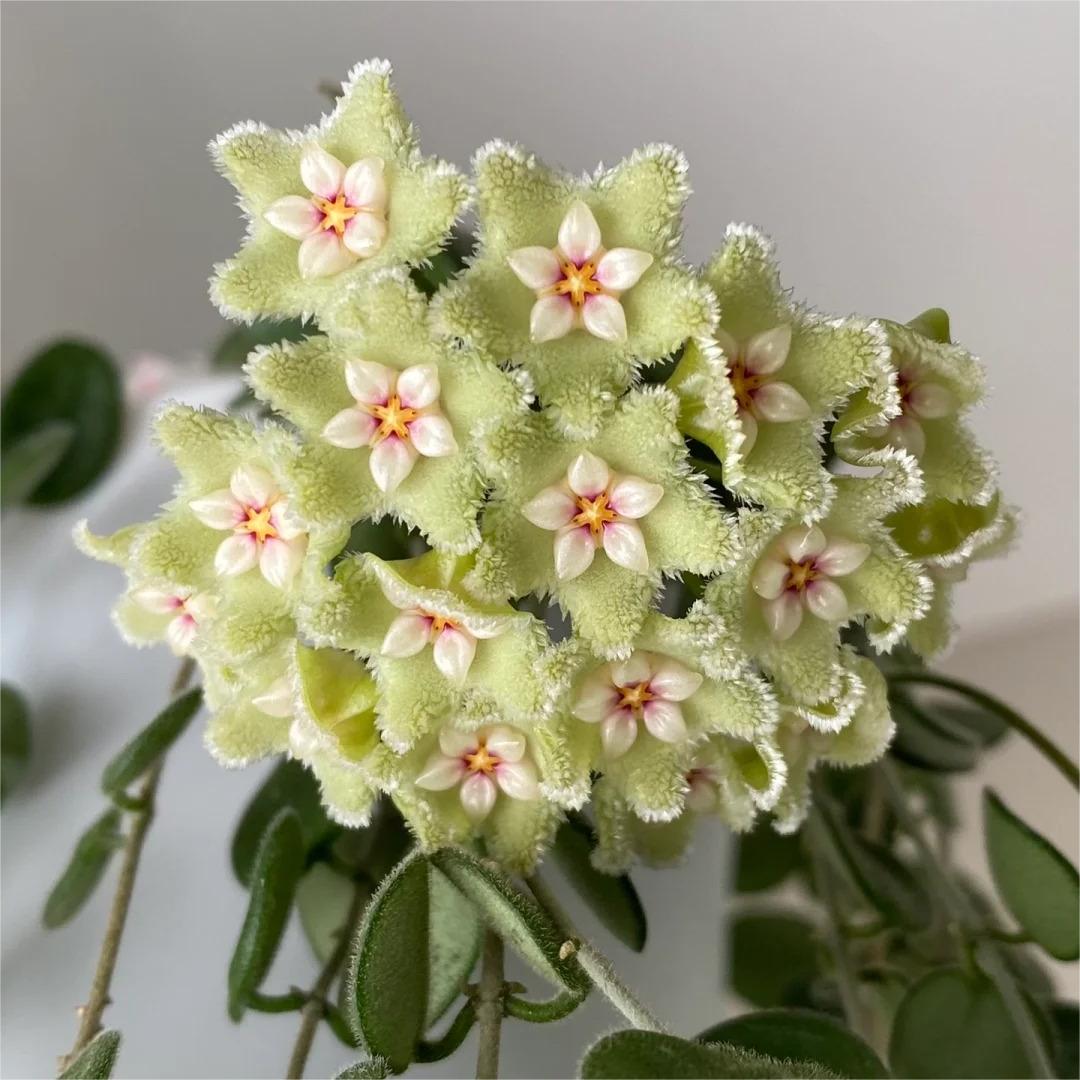 ✨Hoya Bulbs – Hvězdy padající z nebe✨