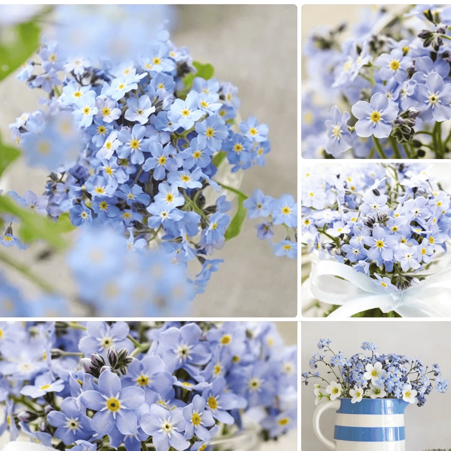 Semínka pomněnek Blue Memory – Kvalitní a testované květy do venkovské zahrady 🌿💙