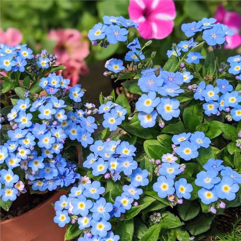 Semínka pomněnek Blue Memory – Kvalitní a testované květy do venkovské zahrady 🌿💙