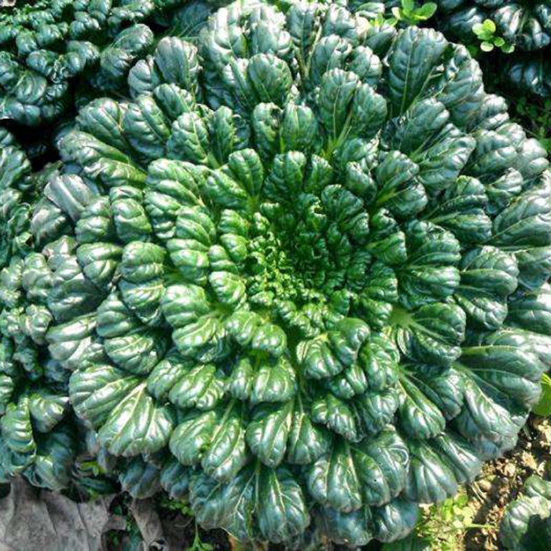 Semena Brassica Narinosa (WuTat Choy)