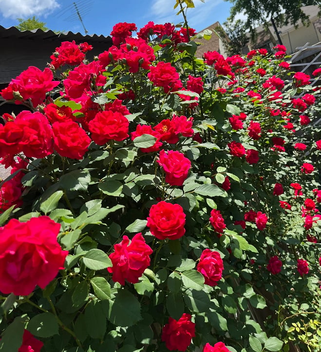 🌈 Pnoucí růže nejvyšší kvality 🌹 Rychle rostoucí, snadno se o ně pečuje a velmi voňavé ✨ Ideální do každé zahrady
