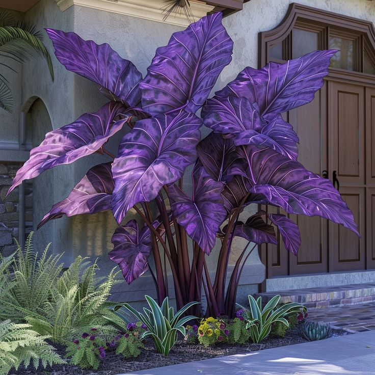 Obří cibule alokázie🍃Proměňte svůj prostor tropickou majestátností