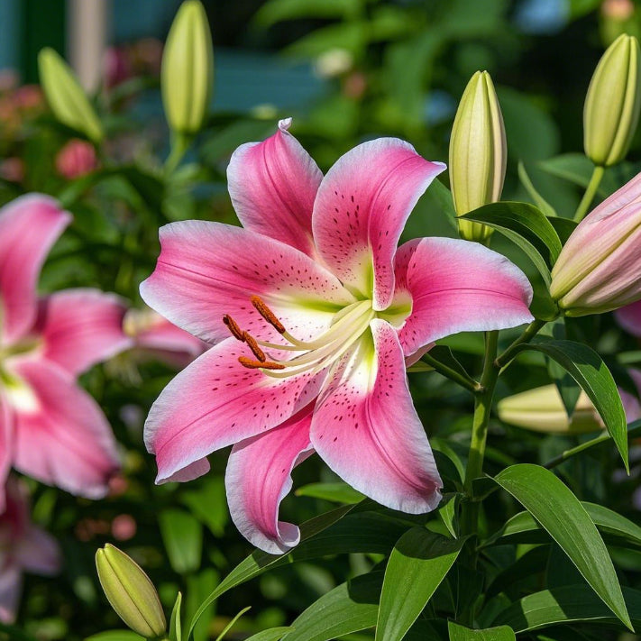 Černá magická lilie🌺Cibulky parfémovaných lilií – svěží a sladké