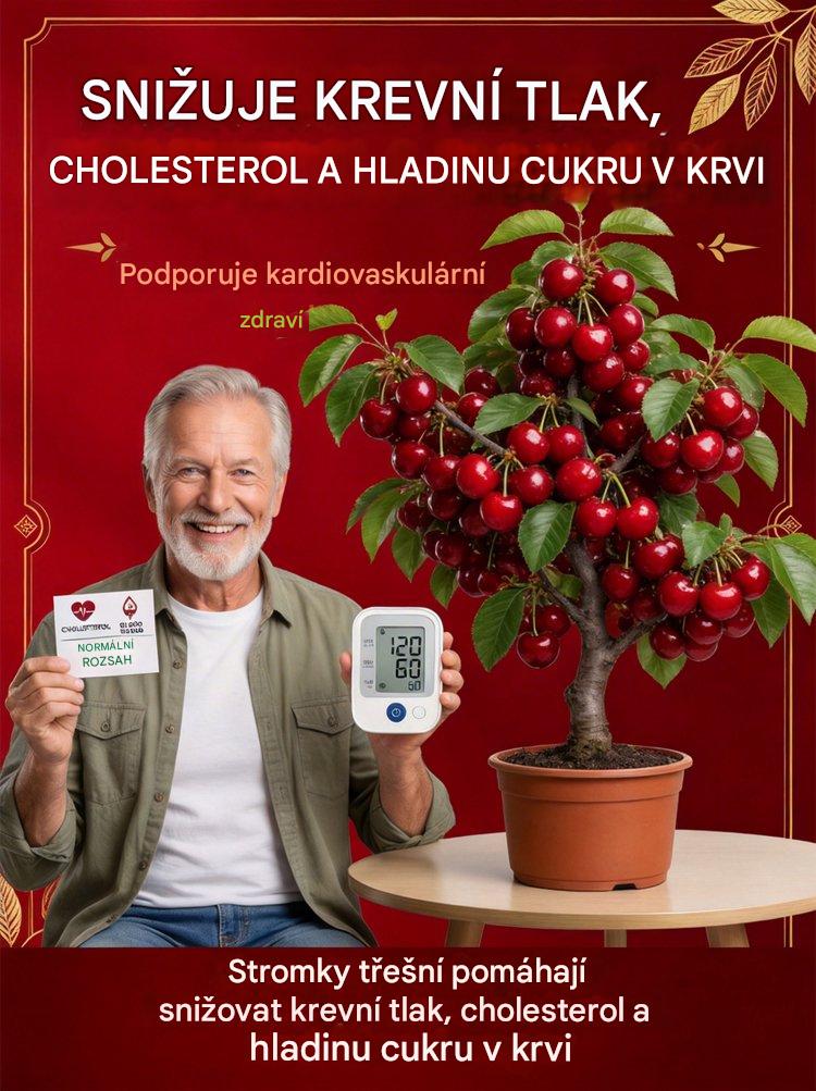 【Čerstvě sklizené】sazenice zakrslé třešně