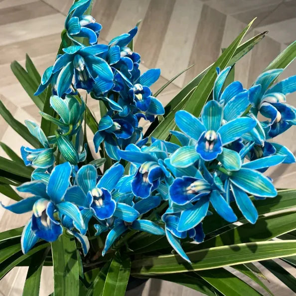 👑 Královna orchidejí – cibulky cymbidia s dlouhou životností