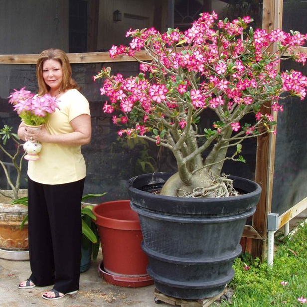 🎁Cibulky pouštní růže🌵Velmi snadná péče! 🌸Cibulky Adenium Obesum