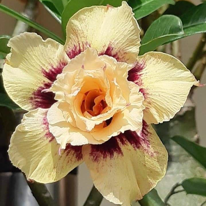 🎁Cibulky pouštní růže🌵Velmi snadná péče! 🌸Cibulky Adenium Obesum