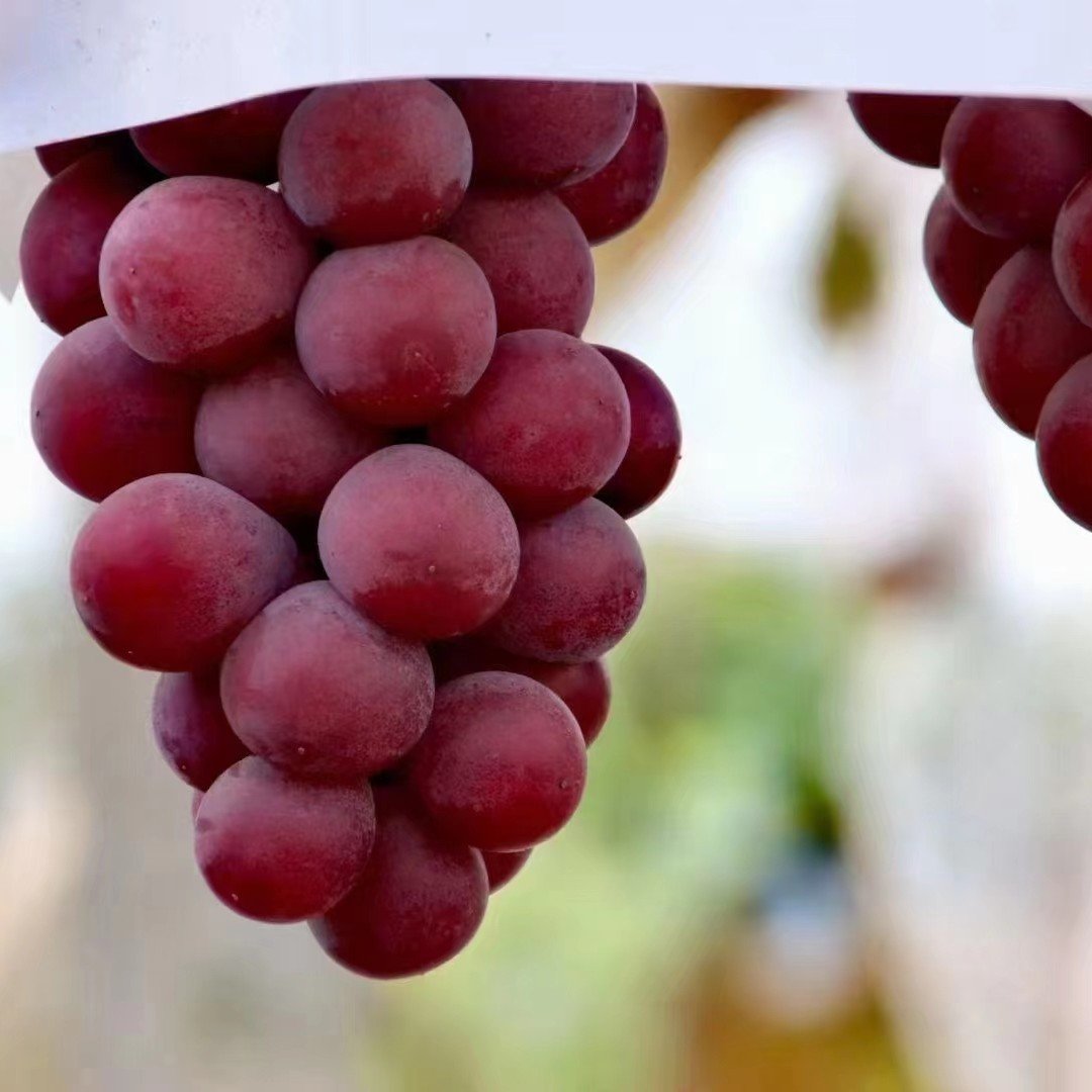 Limitovaná nová odrůda – hroznová semínka Queen Nina pro sladké a šťavnaté zahradní sklizně 🍇