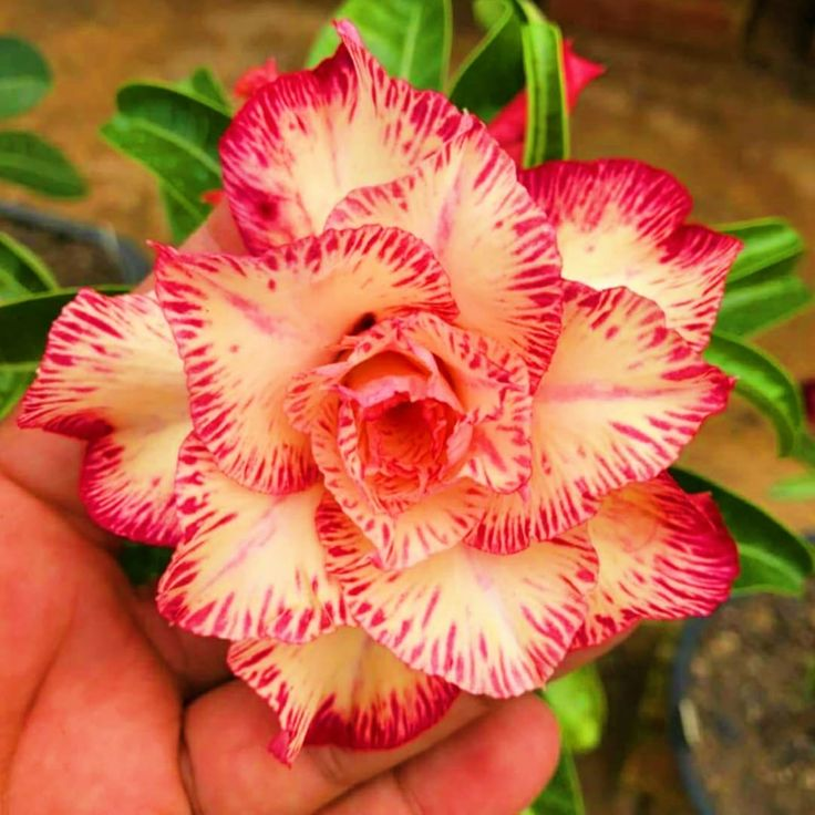 🔥Vypěstujte si Královnu pouště – nyní za sníženou cenu!🎁 😍Ráda kvete, má dlouhé období kvetení 🌵 Pouštní růže