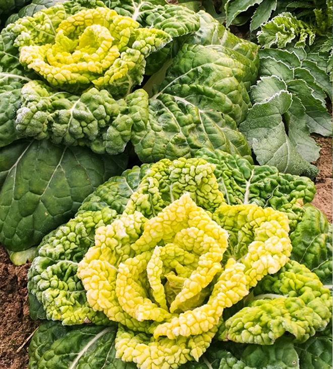 Semena Brassica Narinosa (WuTat Choy)